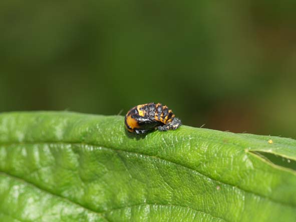 Coccinella septempunctata 