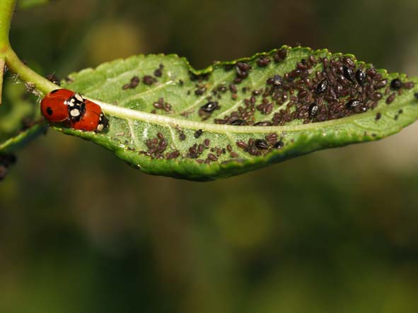 Coccinella septempunctata 