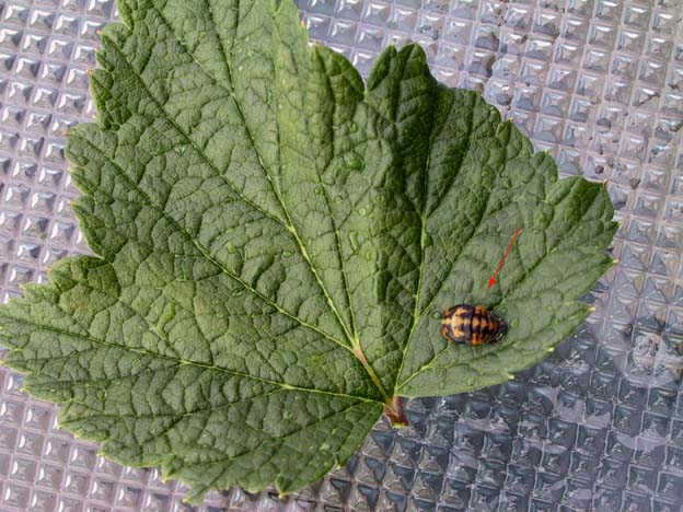 Coccinella septempunctata