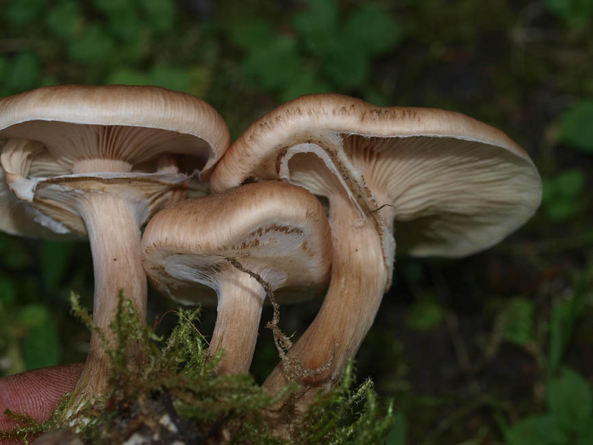 Armillaria ostoyae