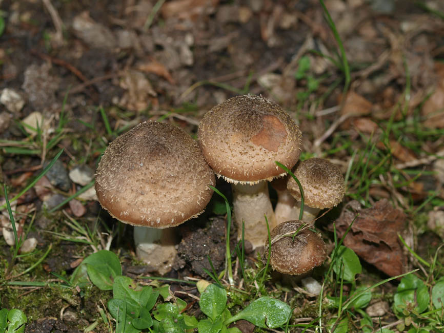 Armillaria ostoyae