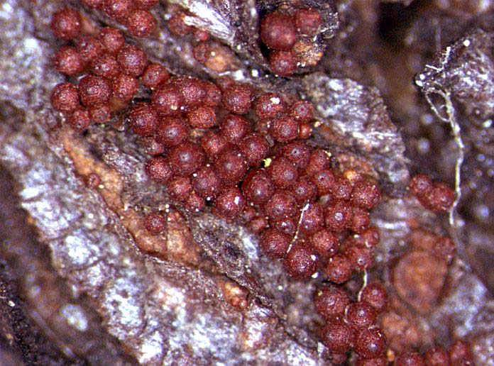 Nectria galligena