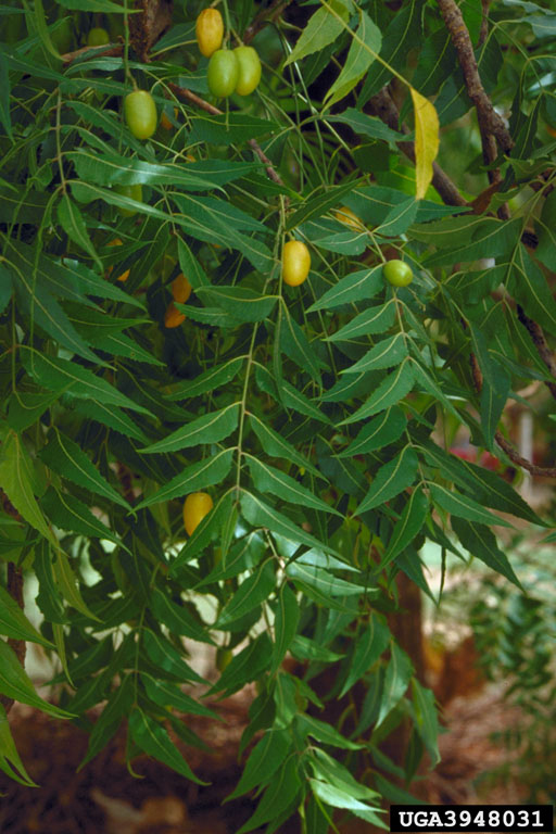 Azadirachta indica