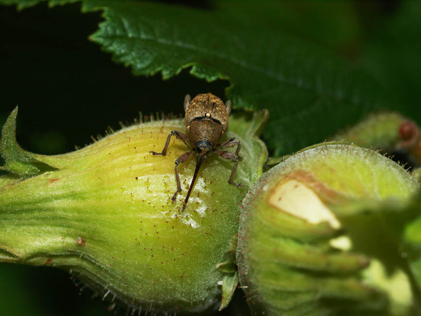 Curculio nucum