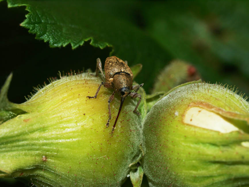 Curculio nucum