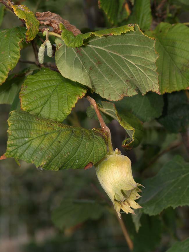 Curculio nucum