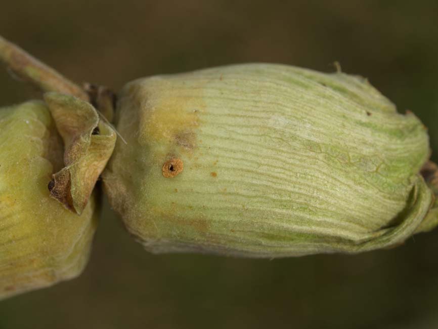 Curculio nucum