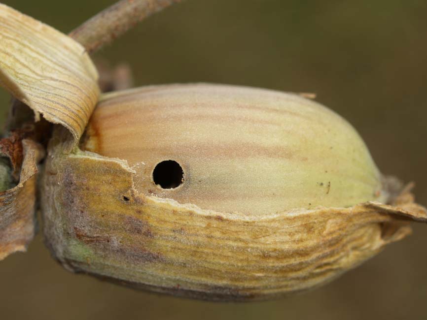 Curculio nucum