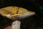 Russula ochroleuca