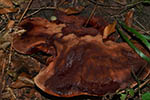 Fistulina hepatica