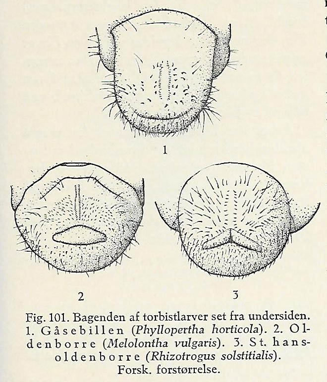 Melolontha melolontha