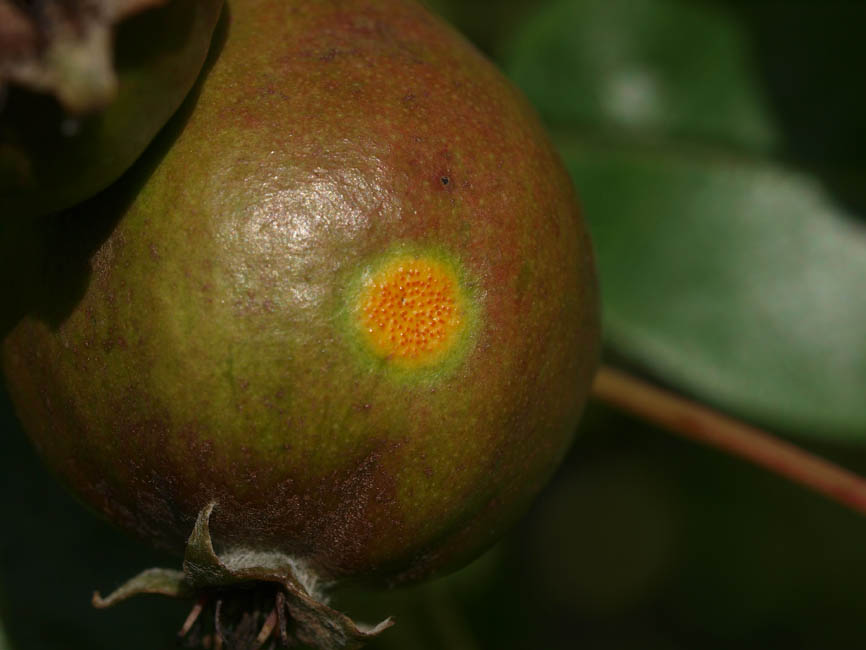 Gymnosporangium sabinae