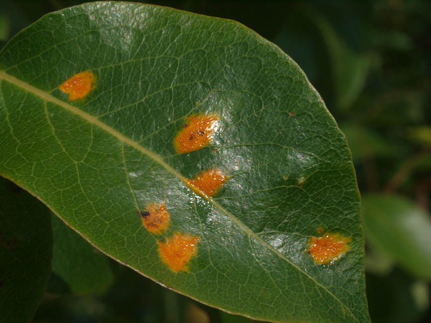 Gymnosporangium sabinae