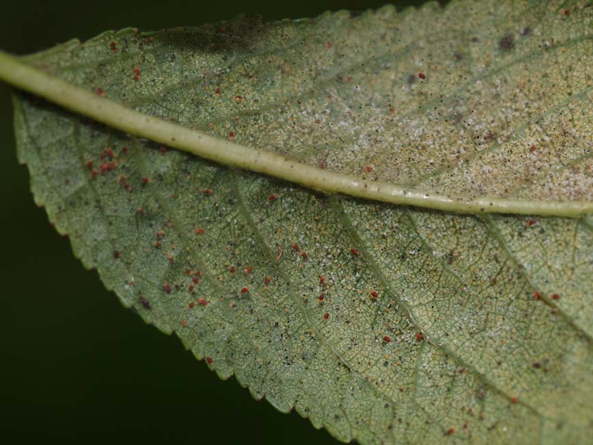 Panonychus ulmi