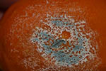 Penicillium sp.