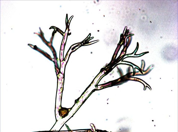 peronospora destructor