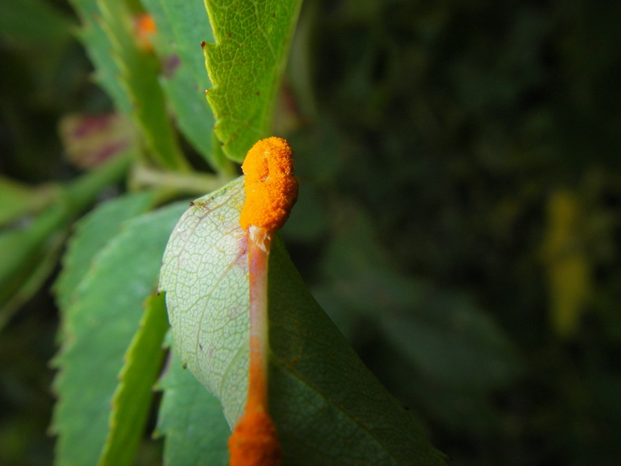 Phragmidium sp.