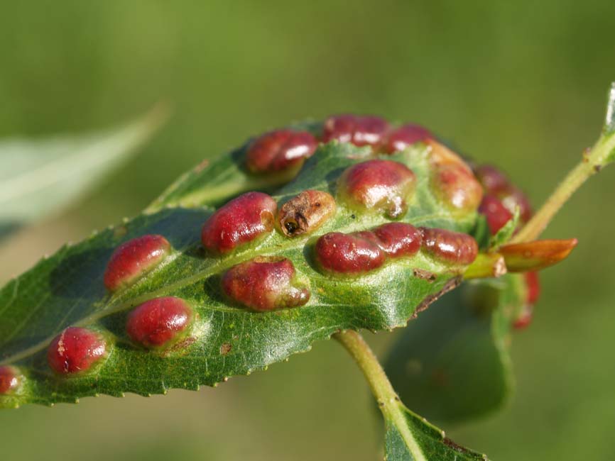 Pontania proxima