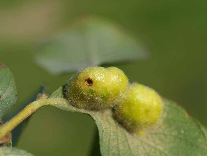 Pontania pedunculi