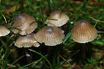 Mycena aetites