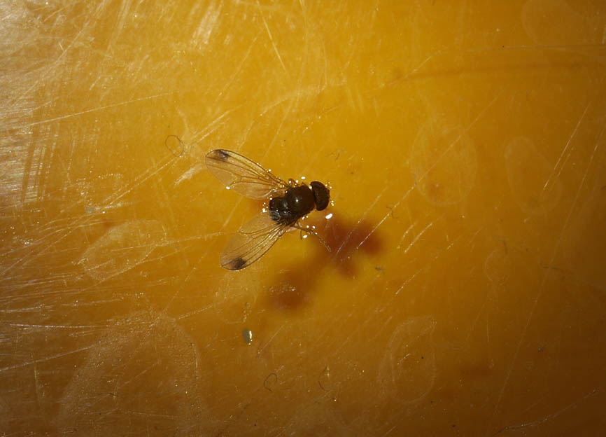 Drosophila suzukii 