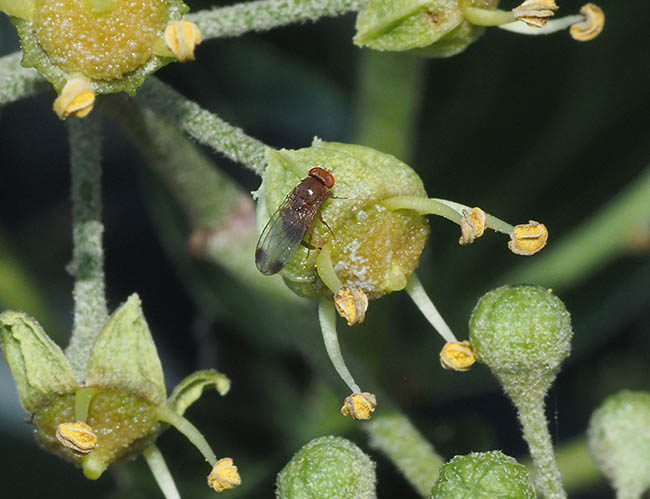 Drosophila suzukii