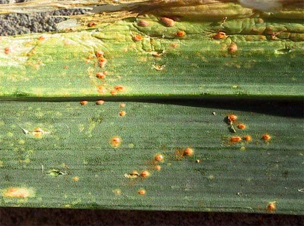 Puccinia allii