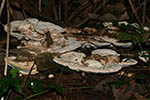 Trametes gibbosa