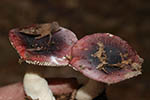 Russula undulata