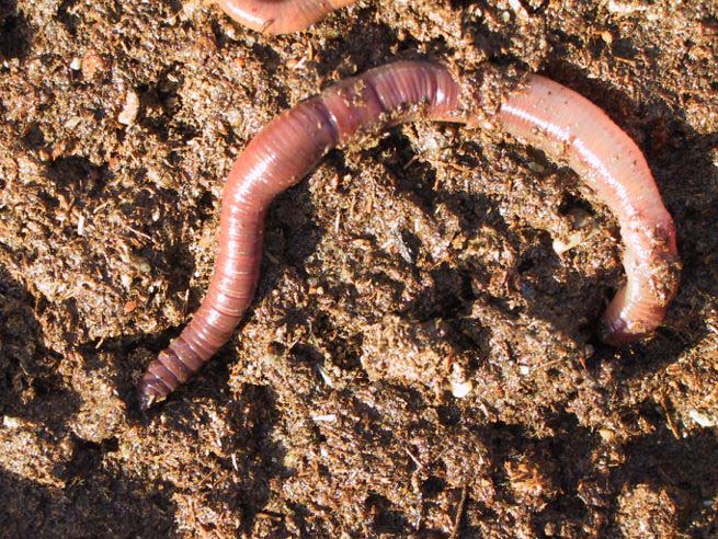 Lumbricus terrestris