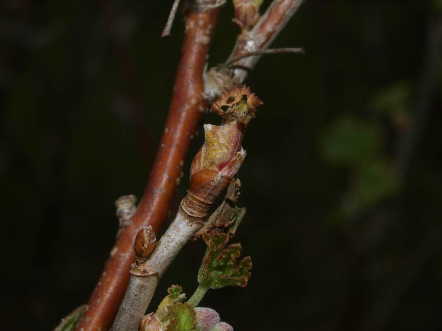 Lampronia capitella