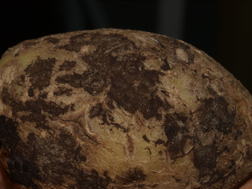 Rhizoctonia solani