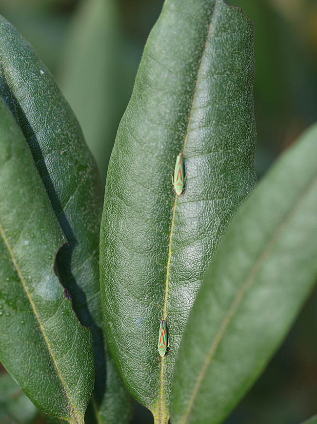 Graphocephala fennahi