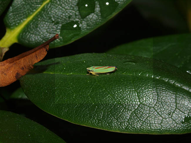 Graphocephala fennahi