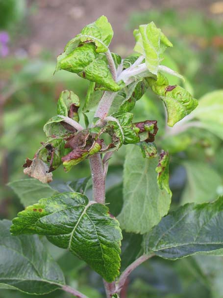 Dysaphis plantaginea
