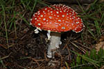 Amanita muscaria