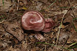 Mycena rosea