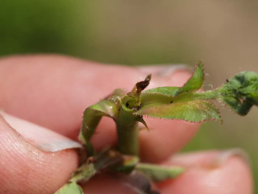 Ardis brunniventris