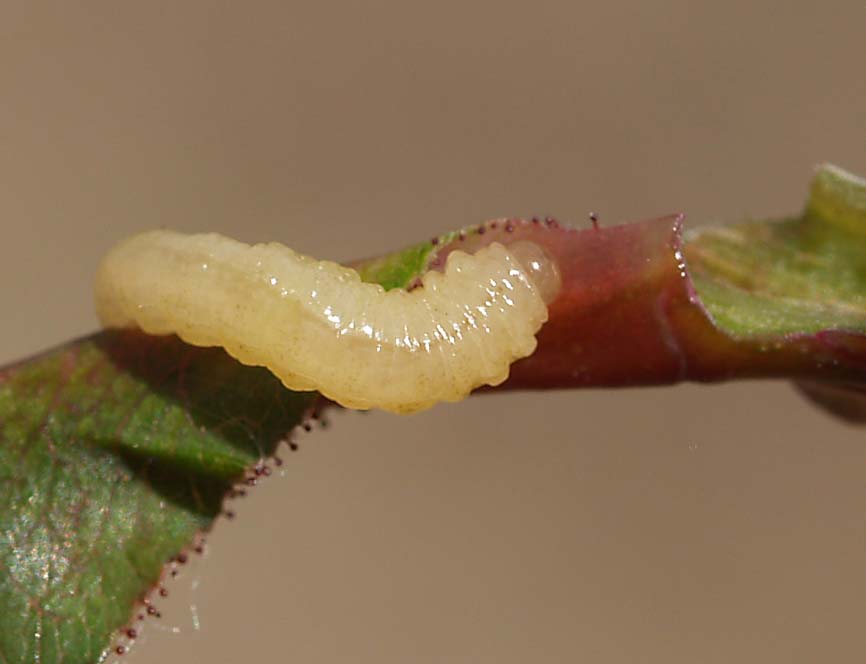 Ardis brunniventris