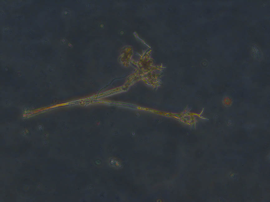 Peronospora sparsa