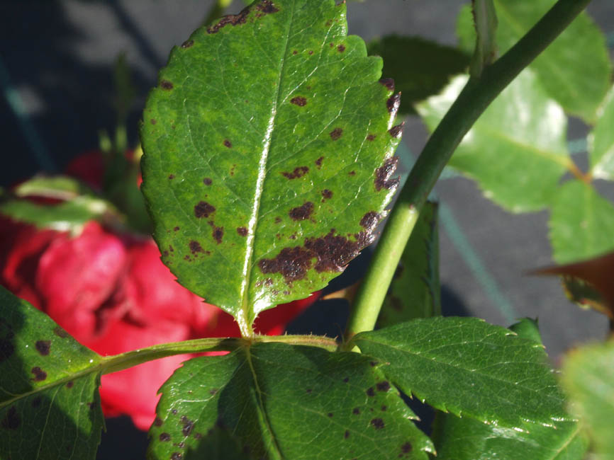 Peronospora sparsa