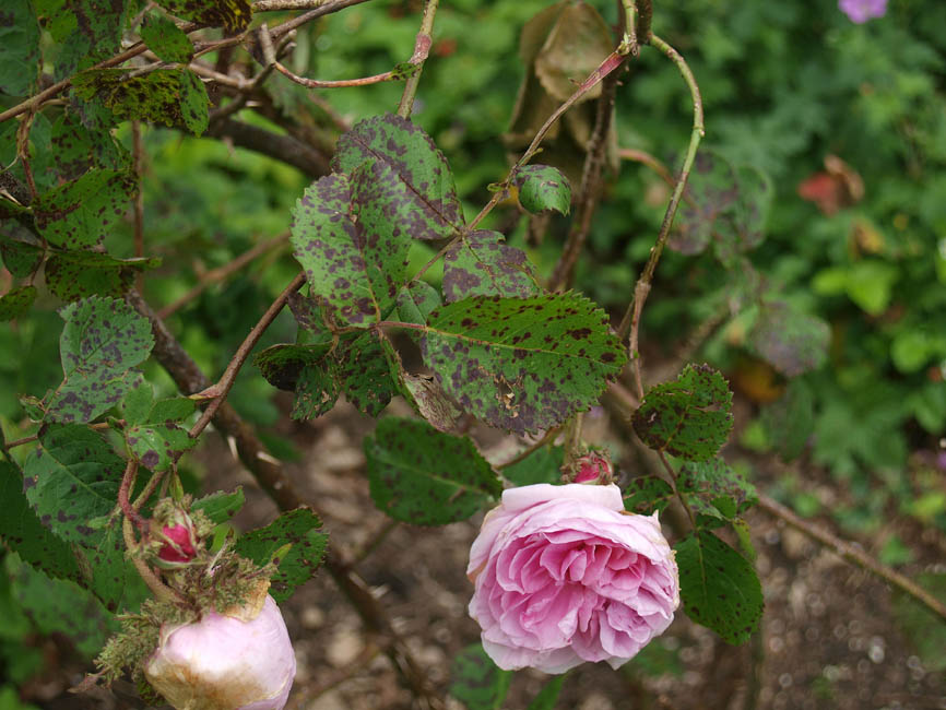 Peronospora sparsa