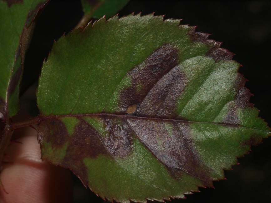 Peronospora sparsa