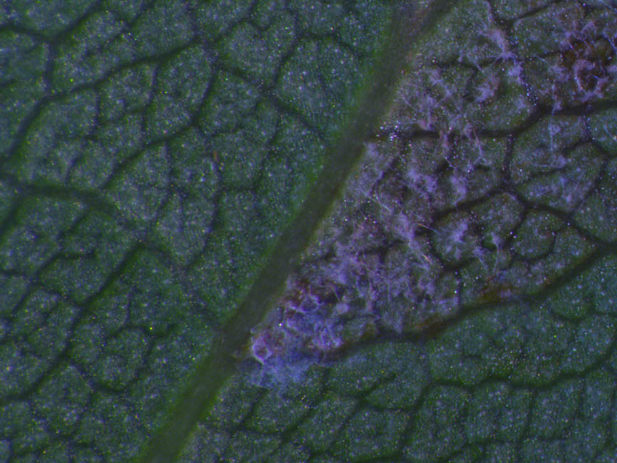 Peronospora sparsa