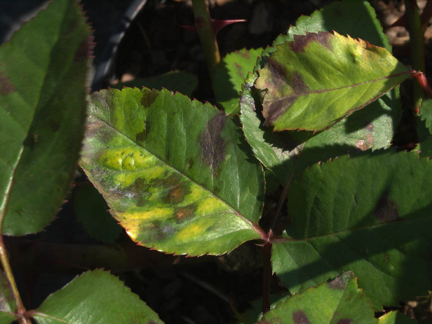 Peronospora sparsa