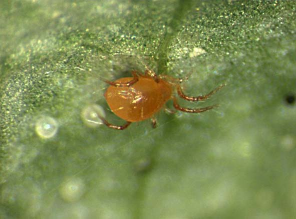 Phytoseiulus persimilis
