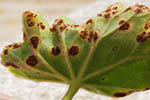 Puccinia pelargonii-zonalis