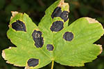Rhytisma acerinum