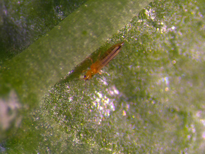 Frankliniella occidentalis