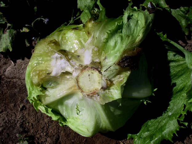 Sclerotinia sclerotiorum